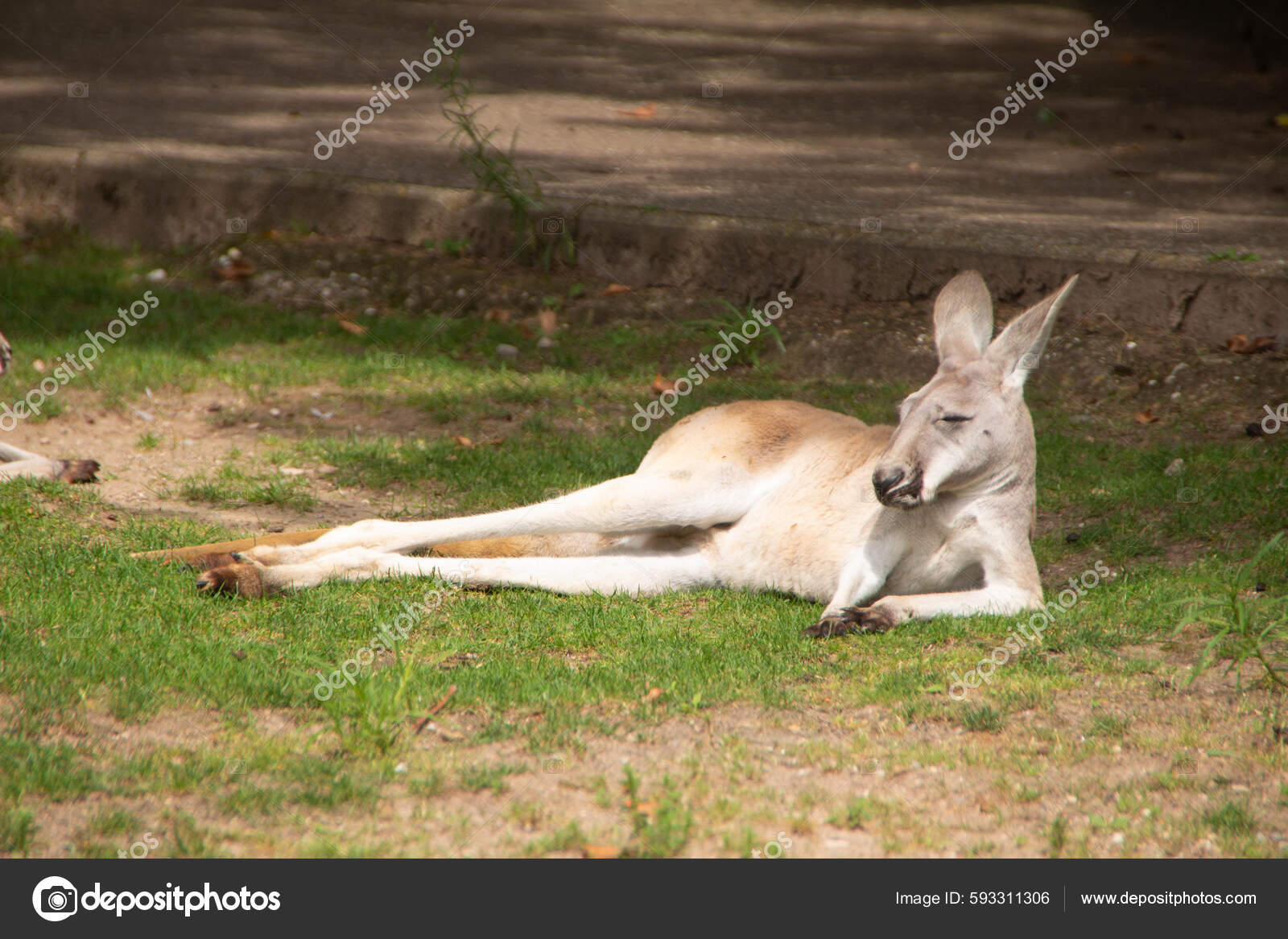 袋鼠躺在草地上休息——图库图片© wirestock_creators #593311306, image size:1600x1167