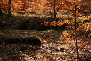 Polonya 'nın güneybatısındaki Jelenia Gora' da sonbahar boyunca güzel bir ormanın manzarası.