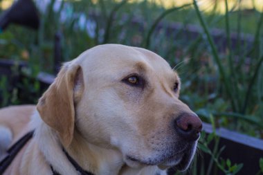 Yürüyüşten sonra gölgede dinlenen köpek, açık renkli bir labrador av köpeği.
