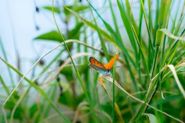 Çimlerin üzerinde açık kanatları olan güzel bir kelebeğin yakın plan çekimi.