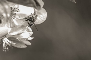 Gri tonlu, çiçekte oturan bir arının yakın plan çekimi.