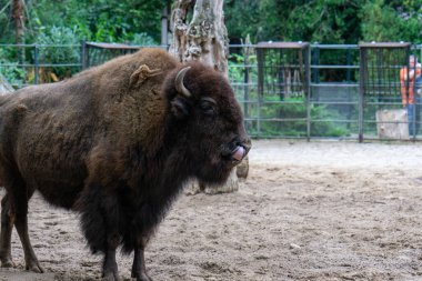 Dev bir Avrupalı bizon bitkilerin ve ağaçların manzarasıyla yerde duruyor.