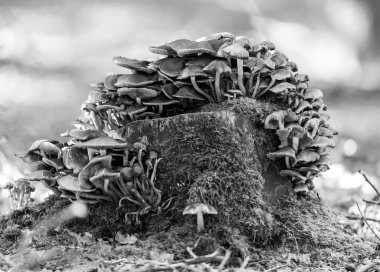 Arka planda bulanık bir ağaç kütüğüne yakın plan mantar görüntüsü.