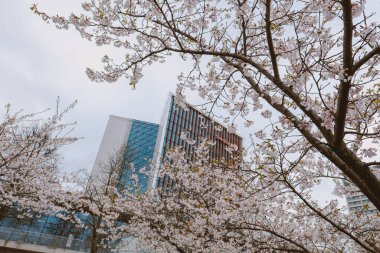 Vilnius, Litvanya 'da arka planında modern bir bina bulunan bir kiraz ağacı.