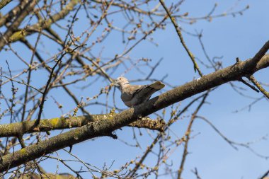 Küçük gri bir güvercin çam ağacının dalında oturuyor.