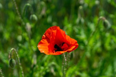 A closeup of a beautiful red poppy flower in a field