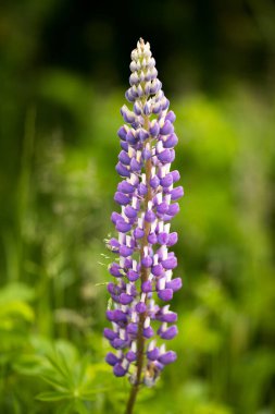 Arka plandaki mor Lupine 'in dikey yakın çekimi.