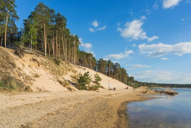 Litvanya 'nın Riga kentindeki Lielupe nehrinin yakınındaki çam ormanlarıyla kaplı Beyaz Kum manzarası