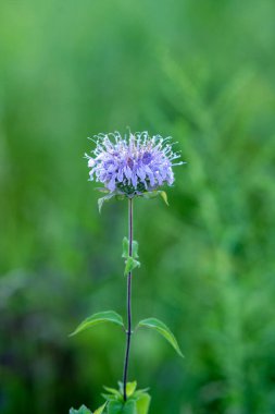 Bahçede yetişen mavi, vahşi bir bergamotun seçici odak noktası.