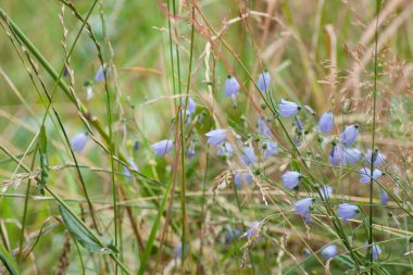 Campanula Rotundifolia 'nın güzel demeti (BlueBell çan çiçekleri)