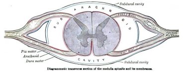 Medulla spinalis ve zarlarının bir çizimi.