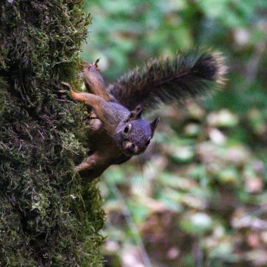 Yosun kaplı bir ağaca tutunan meraklı ve ihtiyatlı bir sincabın sığ odağı