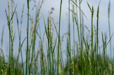 Ufukta açık mavi gökyüzü olan yeşil buğday bitkilerinin sığ bir odağı.
