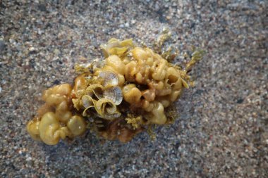 Bir Colpomenia kahverengi yosununun yakın çekim üst görüntüsü