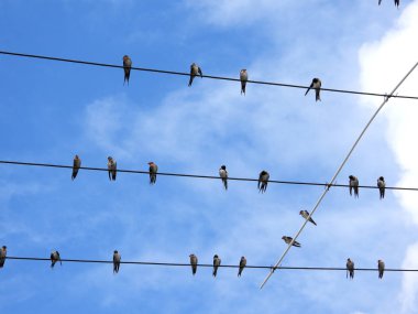 Bir grup küçük kırlangıç elektrik kablolarına tünemiş.