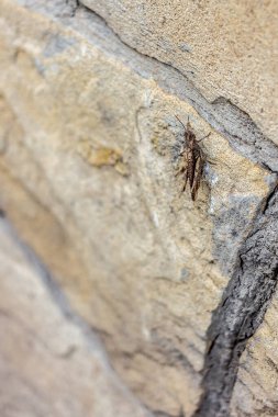 Taş duvar yüzeyine tünemiş bir çekirgenin dikey görüntüsü.