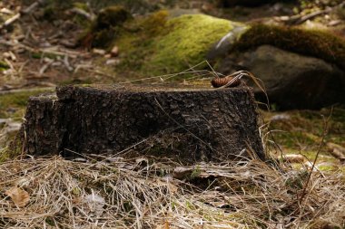 Polonya 'nın güneybatısındaki Jelenia Gora ormanındaki bir ağaç gövdesinin manzarası.