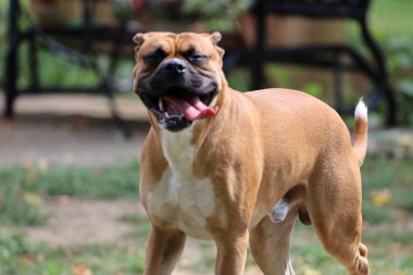 Alman bir boksörün şirin yakın çekimi.