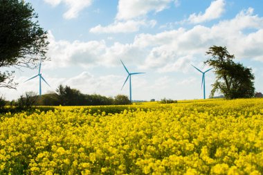 Güzel bir rüzgar türbini manzarası ve sarı kolza tohumu tarlası.