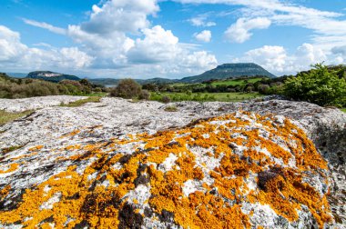 Arkasında ağaçlar ve dağlar olan sarı bir liken ile kaplı dev bir taş.