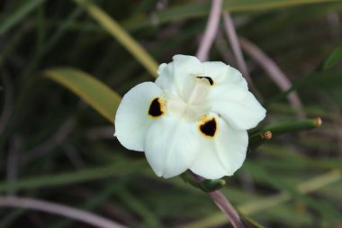 Bahçede çiçek açan sarı yabani iris çiçeklerinin bulanık arkaplanda sığ odak görüntüsü.
