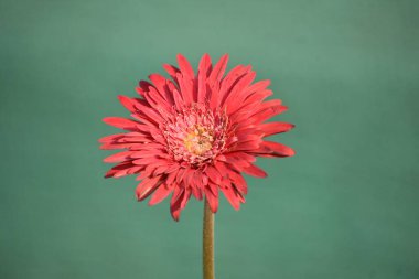 Yeşil arka planda güzel kırmızı bir Gerbera çiçeğinin yakın çekimi.