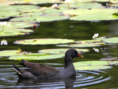 Gölde huzur içinde yüzen sıradan bir bozkır tavuğunun yan görüntüsü.