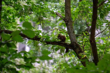 Ağaç dalında oturan şirin küçük bir sincap..