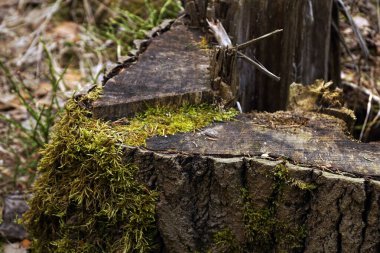 Polonya 'nın güneybatısındaki Jelenia Gora ormanında bir ağaç gövdesinin yakın çekimi.