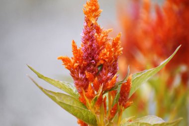 Bahçedeki güzel turuncu, gümüş bir horoz tarağı çiçeğinin yakın çekimi.