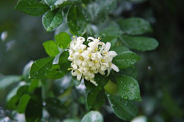 Çiçekli portakal yasemini ve çiğ yapraklarının seçici odak noktası.