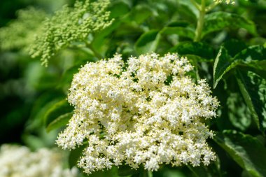 Beyaz yaban mersininin doğal yeşil arka planda sığ bir odak noktası