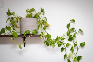 Tenceredeki Epipremnum Aureum 'a yakın çekim, şeytan sarmaşığı veya şeytan sarmaşığı..