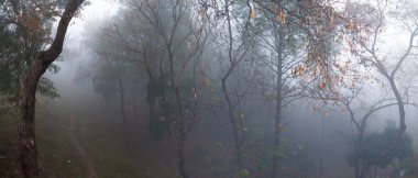 Kış sabahı sisle kaplı bir orman.