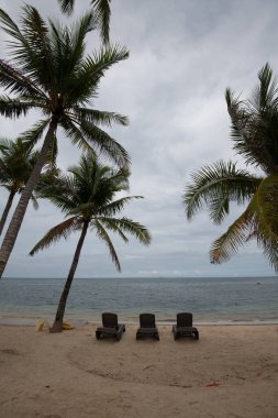 Bulutlu bir günde okyanus kıyısındaki palmiye ağaçları ve plaj sandalyelerinin dikey görüntüsü