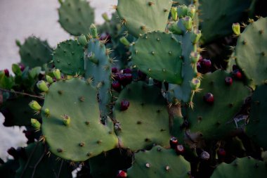 Yakın plan bir kaktüs bitkisini vurdu.