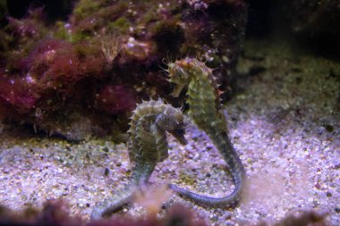 Mercan resiflerinin yanında iki palyaço balığı.