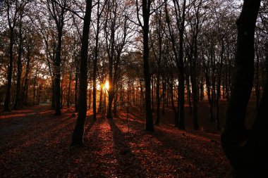Gün batımında karanlık bir ormandaki uzun ağaçların arasından görünen güneş ışınları.
