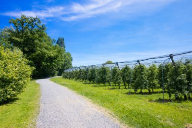 Tarım sanayi bölgesinde bir sıra yeşil ağaç.