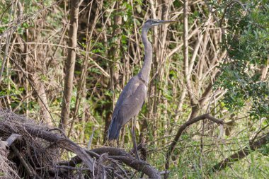 Kepek üzerinde duran Büyük Mavi Balıkçıl 'ın gündüz fotoğrafı.