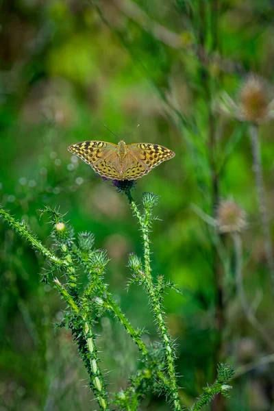 Vertikal Bild Mörkgrön Fritilleri Tistel — Stockfoto