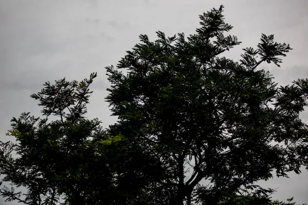 Nízký Úhel Tmavě Zeleného Stromu Proti Zamlžené Šedé Obloze Mlhavého — Stock fotografie