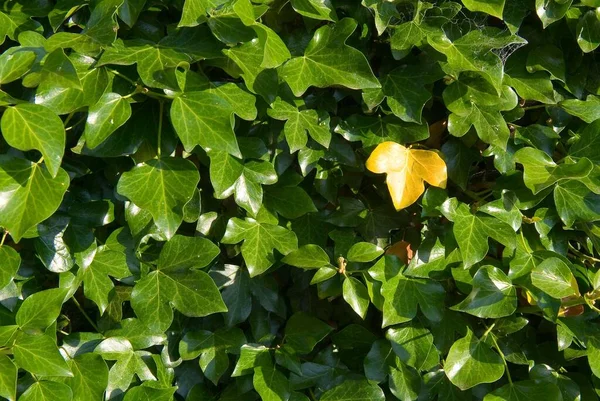 Detailní Záběr Žlutého Lístku Ivy Mezi Všemi Zelenými — Stock fotografie