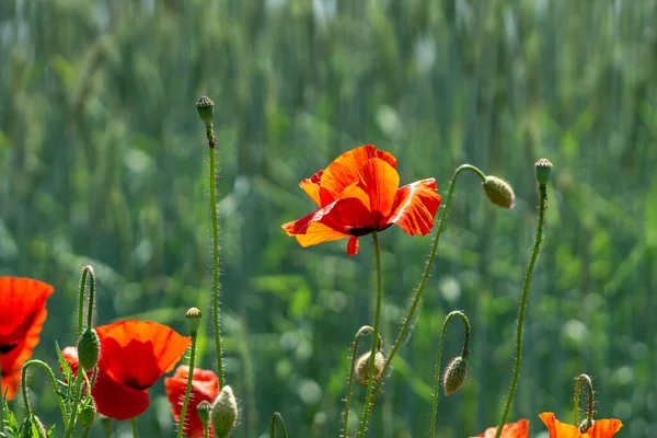 Een Prachtig Uitzicht Een Veld Van Rode Papaver Bloemen — Stockfoto