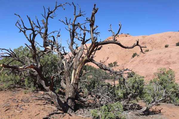 Rocks Plants Capitol Reef National Park Utah United States — Stock Photo, Image