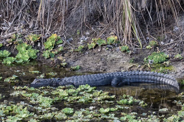 Dagsljusbild Alligator Canal Bank Florida — Stockfoto