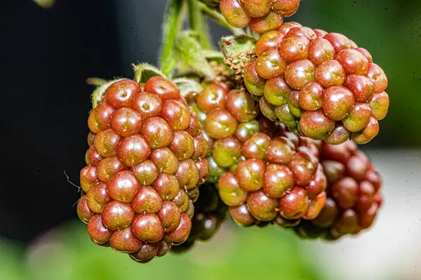 Eine Nahaufnahme Unreifer Brombeeren Die Einem Garten Mit Verschwommenem Hintergrund — Stockfoto