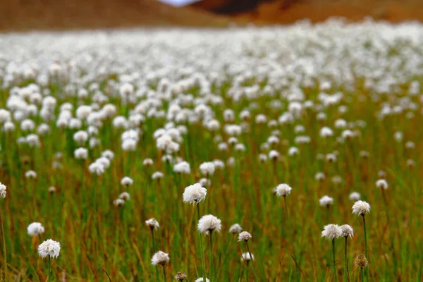 Eriophorum Vajinatum Çiçeğinin Çimenli Güzel Manzarası — Stok fotoğraf