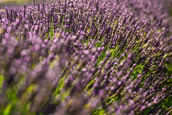 Een Selectieve Focus Shot Van Bloeiende Lavendel Een Weide — Stockfoto