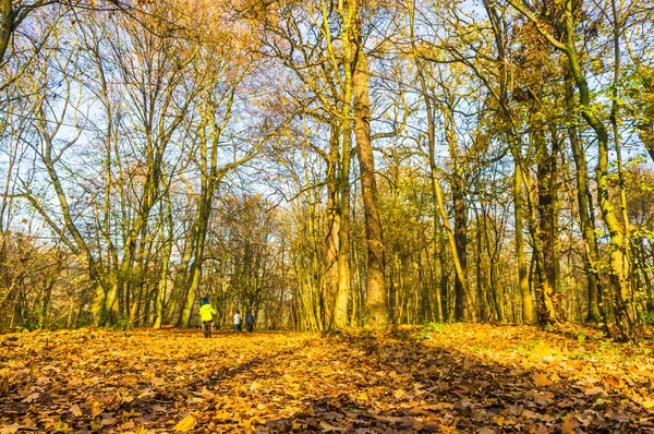 Närbild Träd Debinski Skogen — Stockfoto